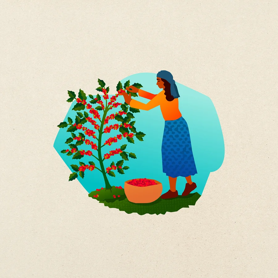 Eine Frau in orangefarbenem Oberteil und blauem Rock erntet rote Kaffeekirschen von einer grünen Pflanze; eine Schale voller Kirschen steht am Boden.