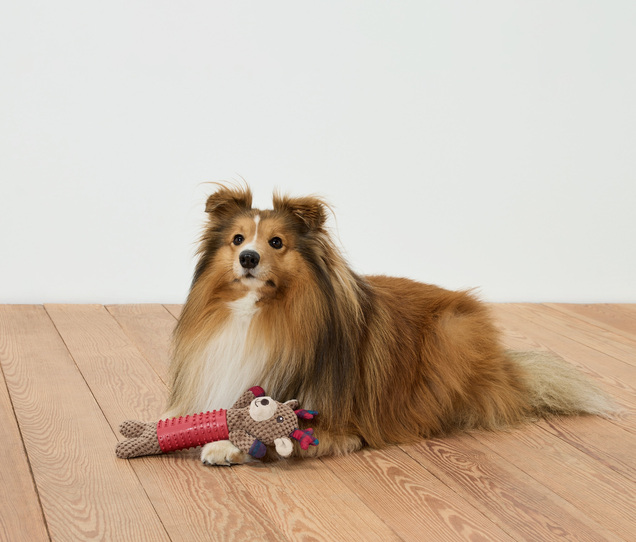 Hnědý pes leží na dřevěné podlaze s hračkou.