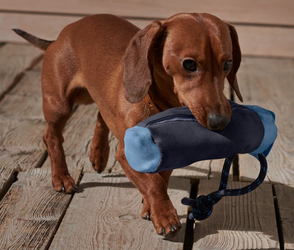Jezevčík nese v tlamě modrou hračku pro psy – zásobník na pamlsky.