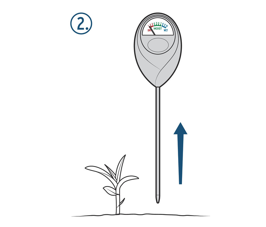 Vlhkoměr se zasouvá do zeminy vedle rostliny.