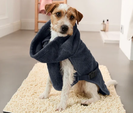 Jack Russell teriér sedí na rohožce v tmavě modrém županu pro psy.