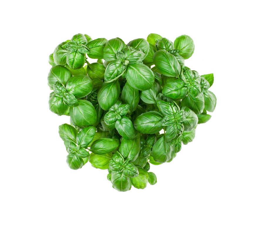 Detailní pohled shora na Klasické bylinky, 8 druhů, sytě zelené lístky bazalky na bílém pozadí.