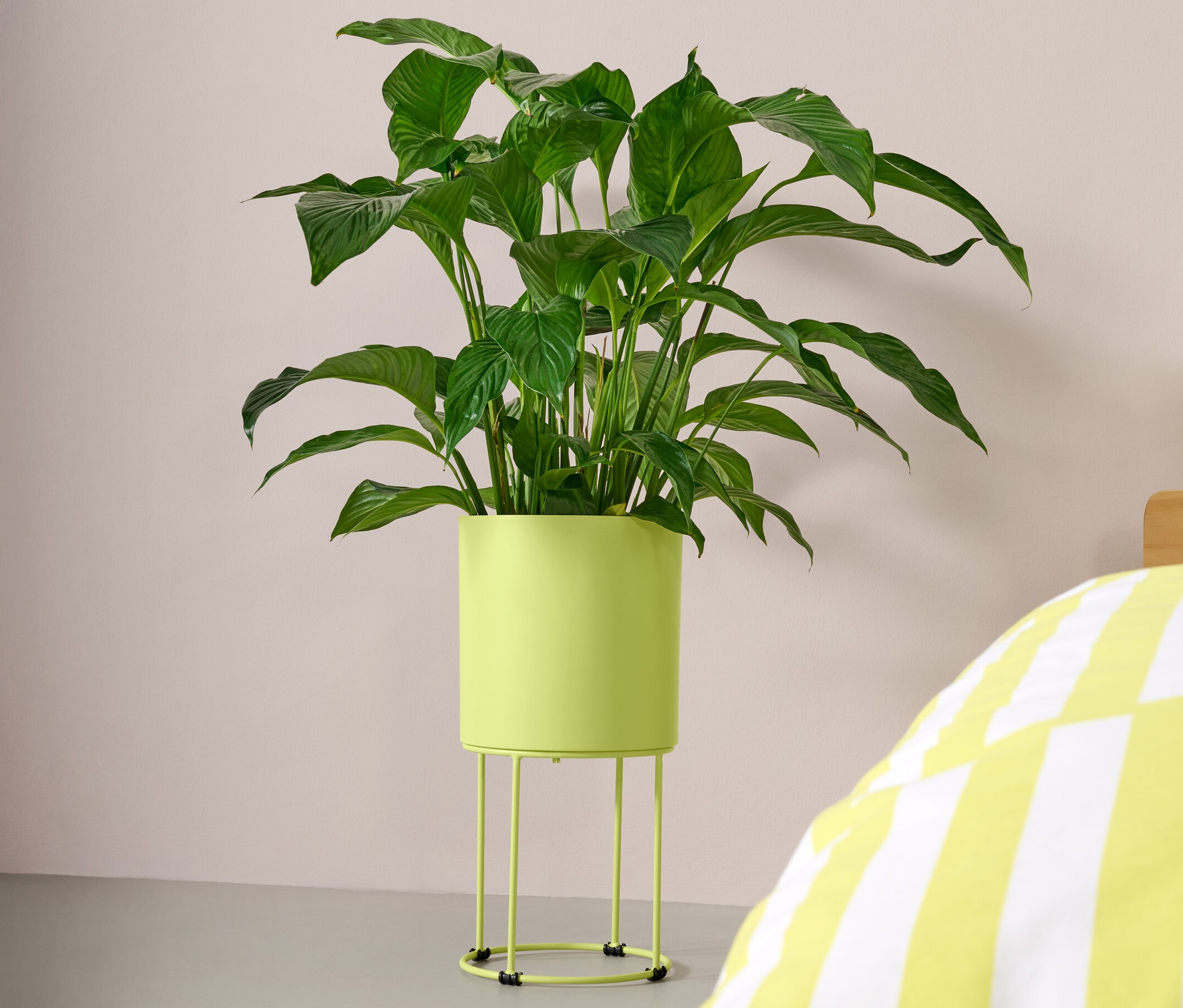 Zelená rostlina v kulatém květináči stojí vedle postele s žluto-bílými pruhy.