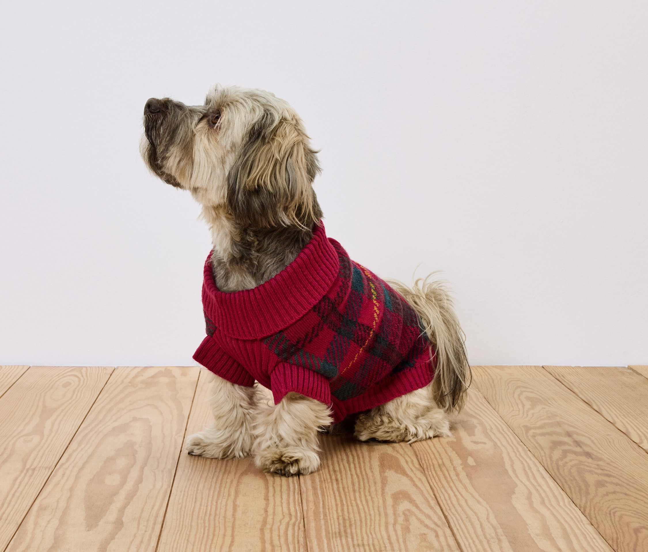 Pes sedí na dřevěné podlaze a má na sobě červený kostkovaný svetr.