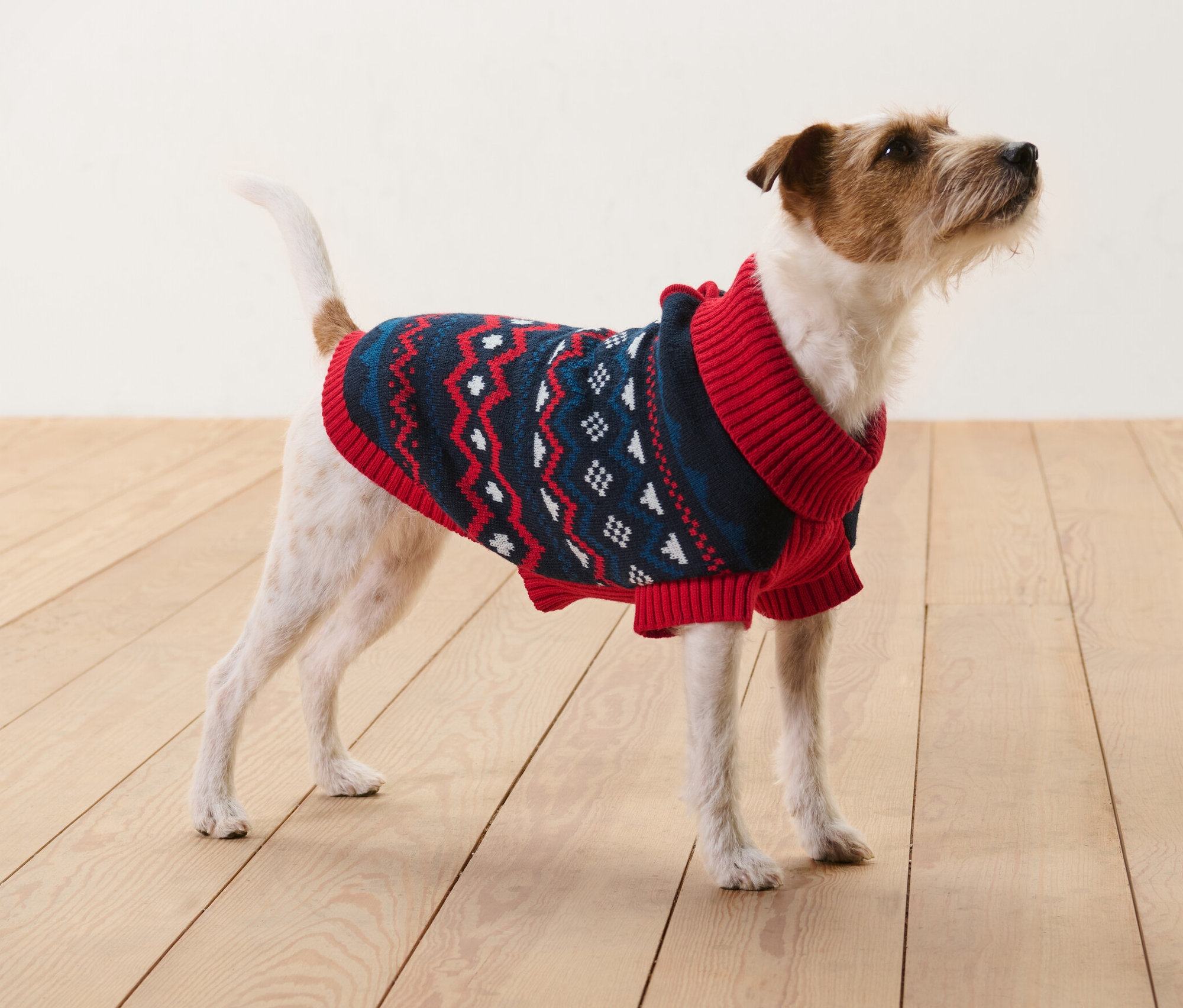 Hnědý a bílý Jack Russell teriér stojí na dřevěné podlaze a má na sobě pletený svetr pro psy.