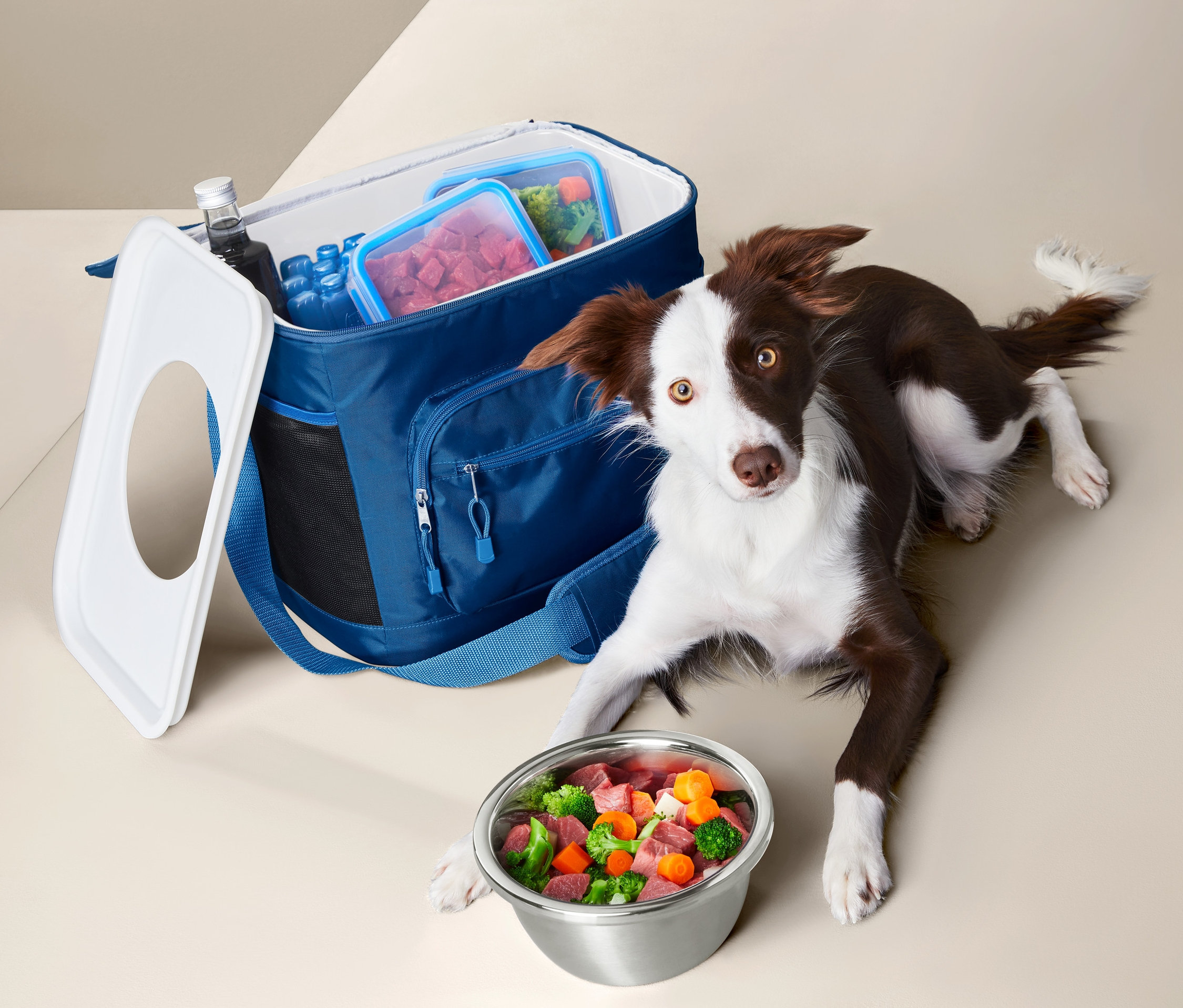 Hnědobílý pes leží vedle otevřené modré chladicí tašky na krmivo a nerezové misky plné krmiva.