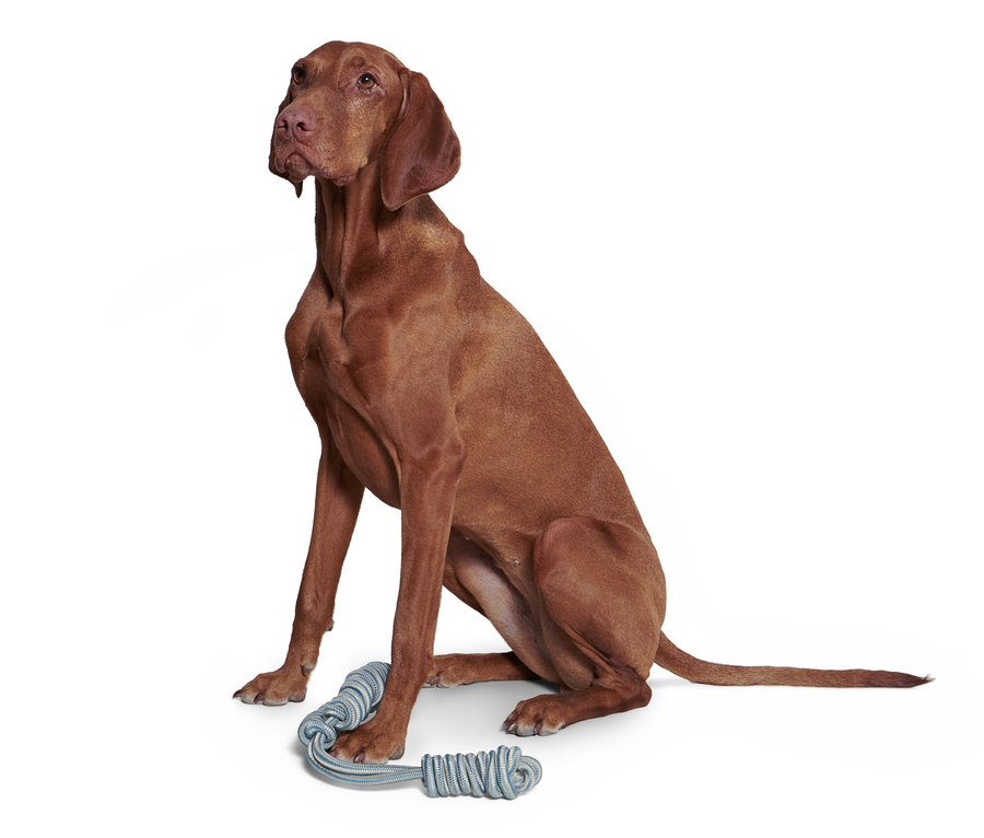 Hnědý pes sedí vedle modré přetahovací hračky pro psy.