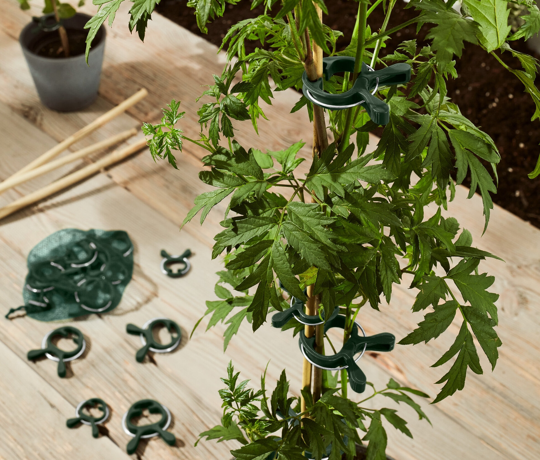 Zelená rostlina v květináči je připevněna ke stonku pomocí 20 ks svorek na rostliny.