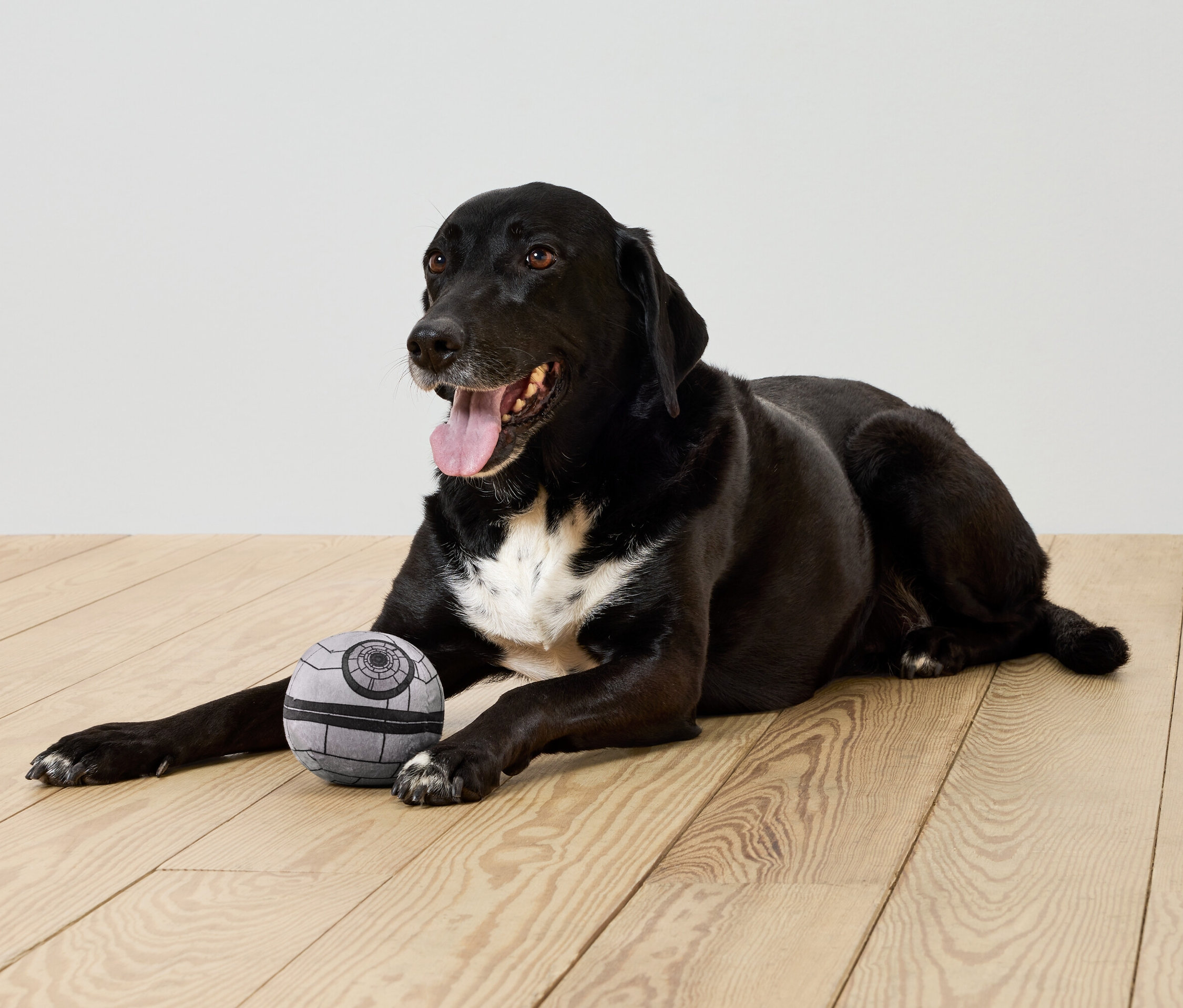 Černý pes leží na dřevěné podlaze vedle šedého míče.