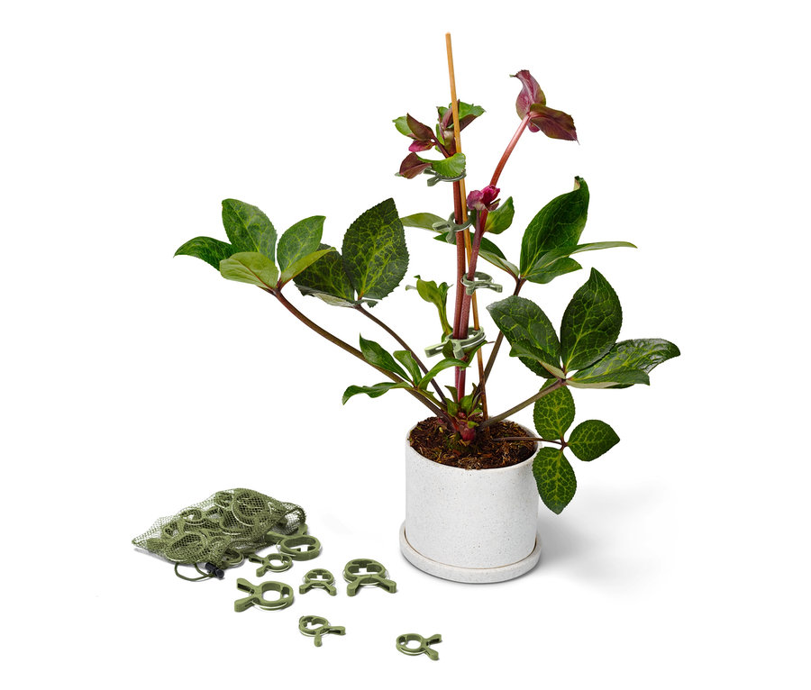 Kvetoucí rostlina v květináči, stonky připevněné ke kolíku pomocí 20 ks svorek na rostliny.