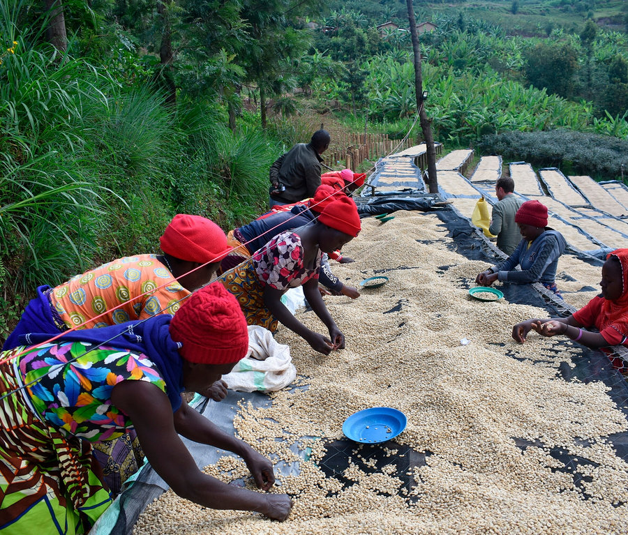 Několik lidí třídí kávu Raritní káva »Buramba Rwanda« včetně dózy na kávu venku.