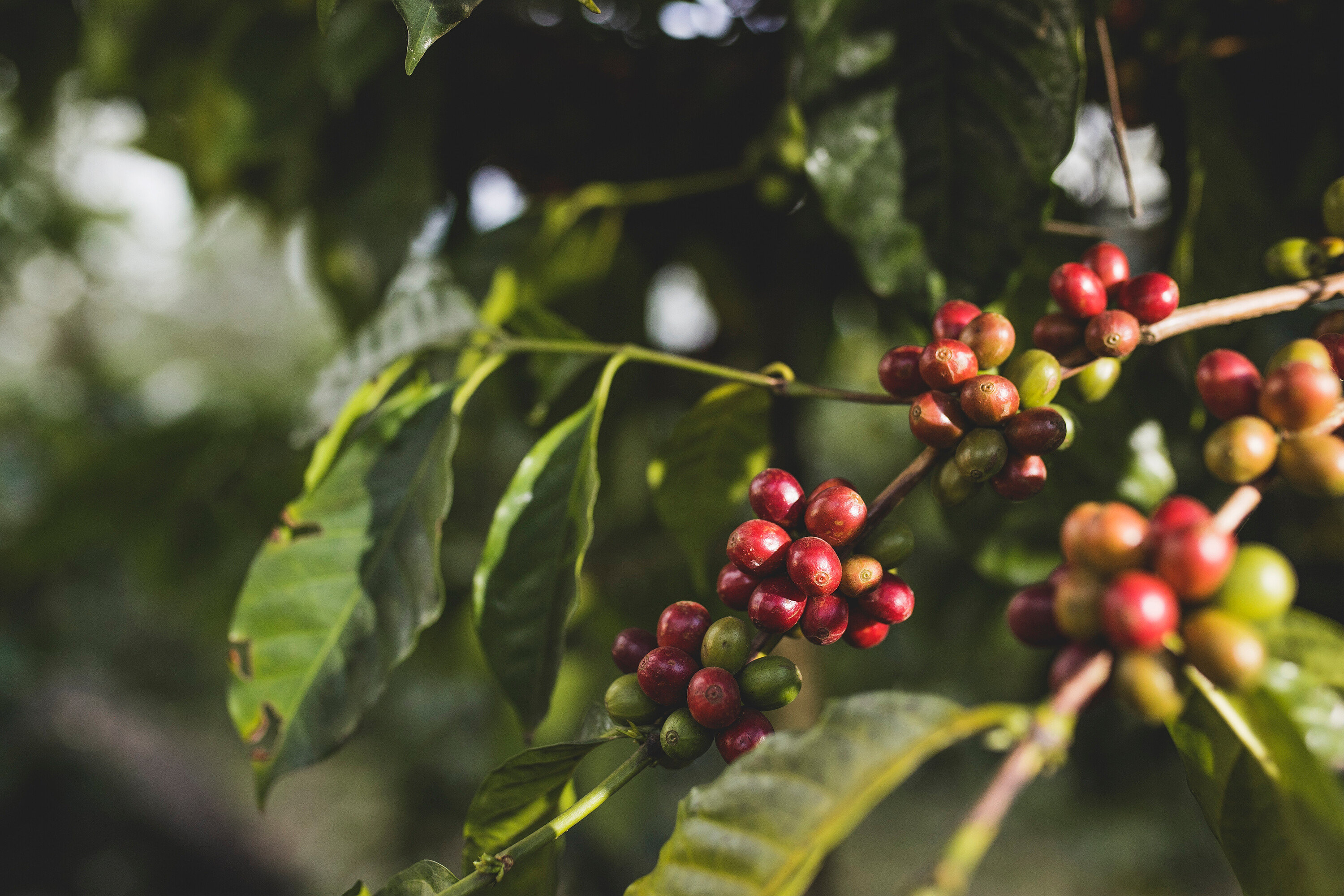 Na větvi rostou kávové třešně, některé jsou červené a některé zelené.