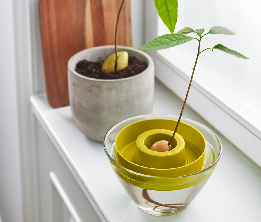 Avokádo klíčí v misce na klíčení avokáda. V pozadí je další avokádo v květináči.