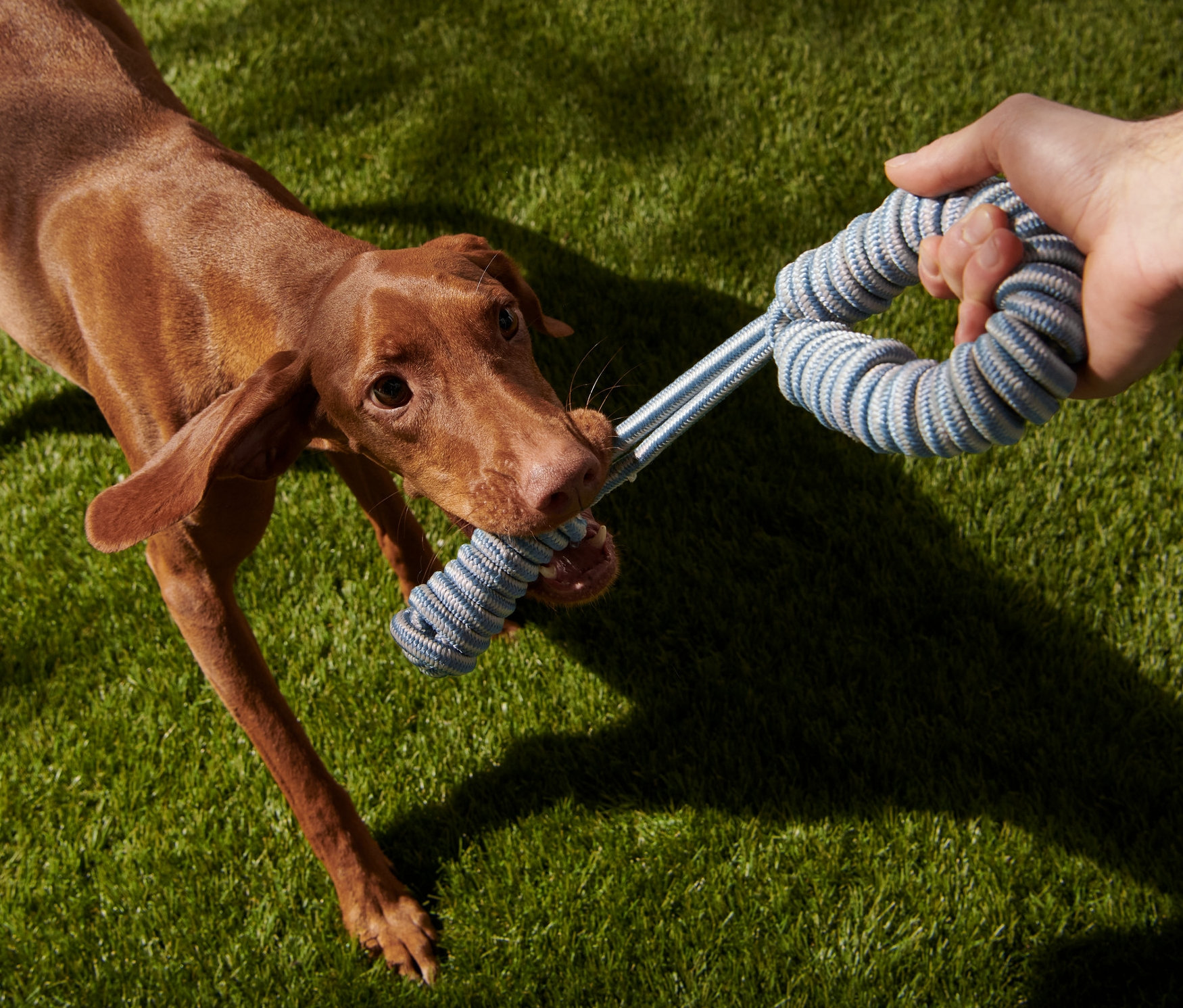 Pes drží v tlamě hračku na přetahování.