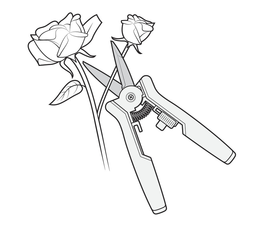 Ilustrace sady zastřihovacích nůžek stříhajících stonek růže.
