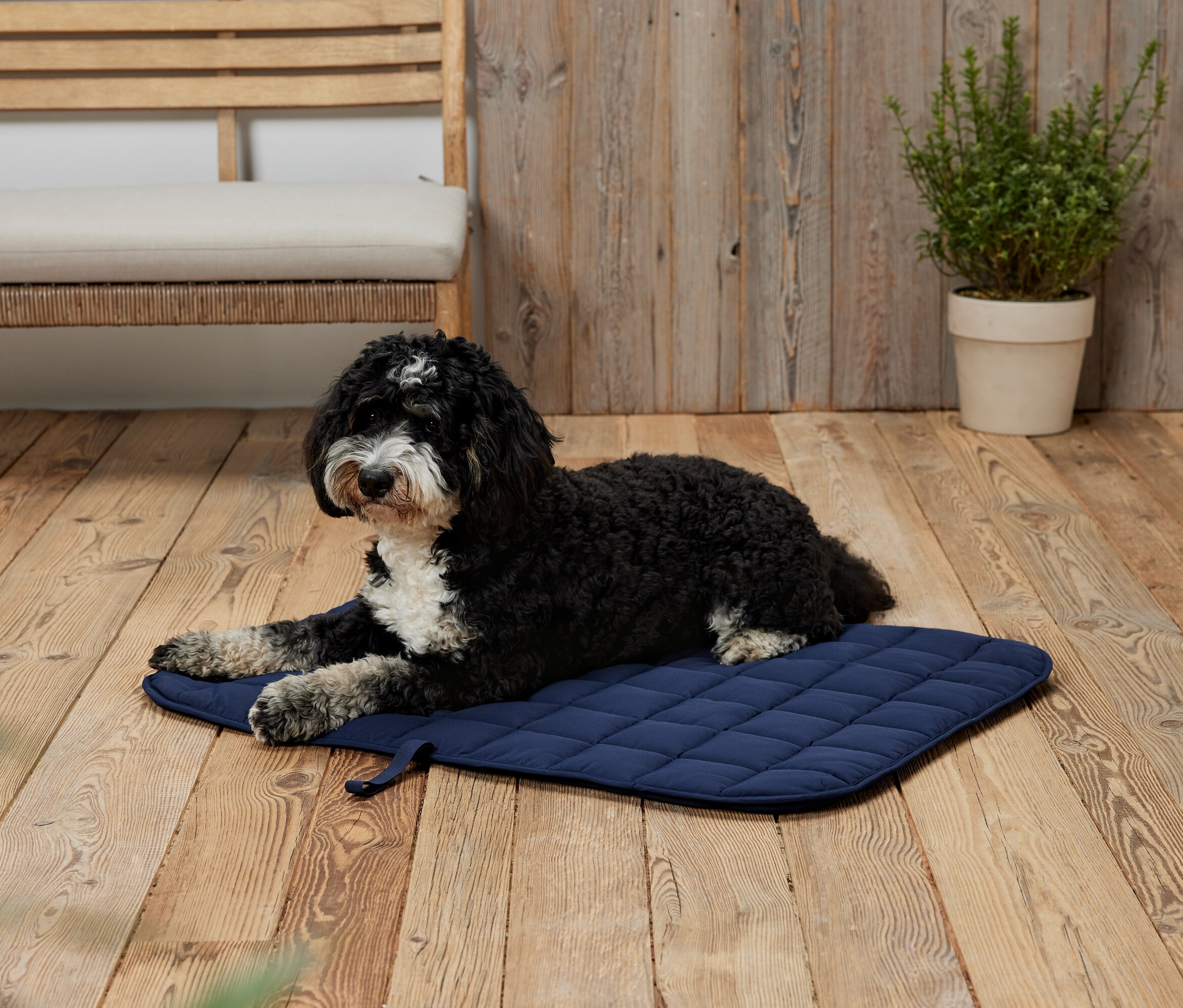 Černobílý pes leží na modré podložce na dřevěné podlaze.