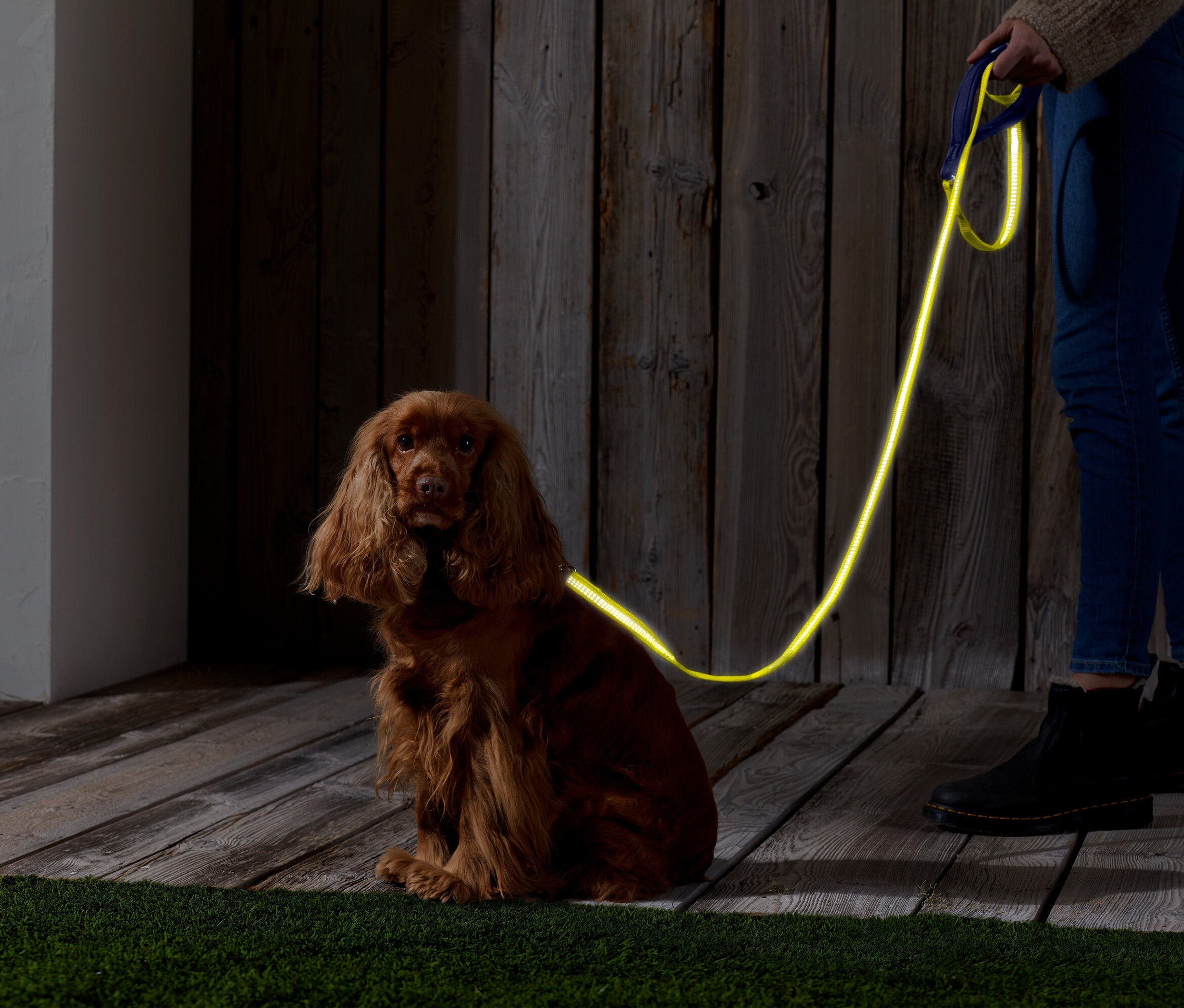 Hnědý kokršpaněl sedí na dřevěné podlaze s neonově žlutým vodítkem. Osoba drží vodítko.