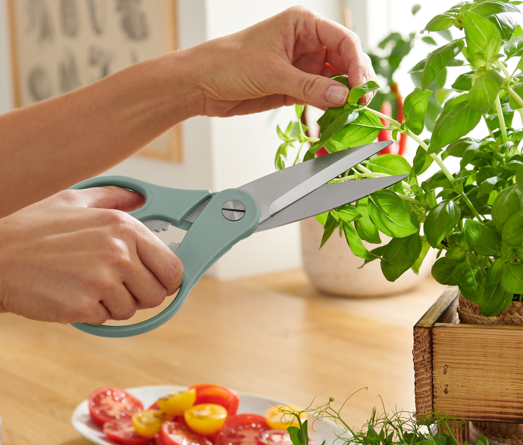 Žena stříhá bylinky kuchyňskými nůžkami na bylinky.