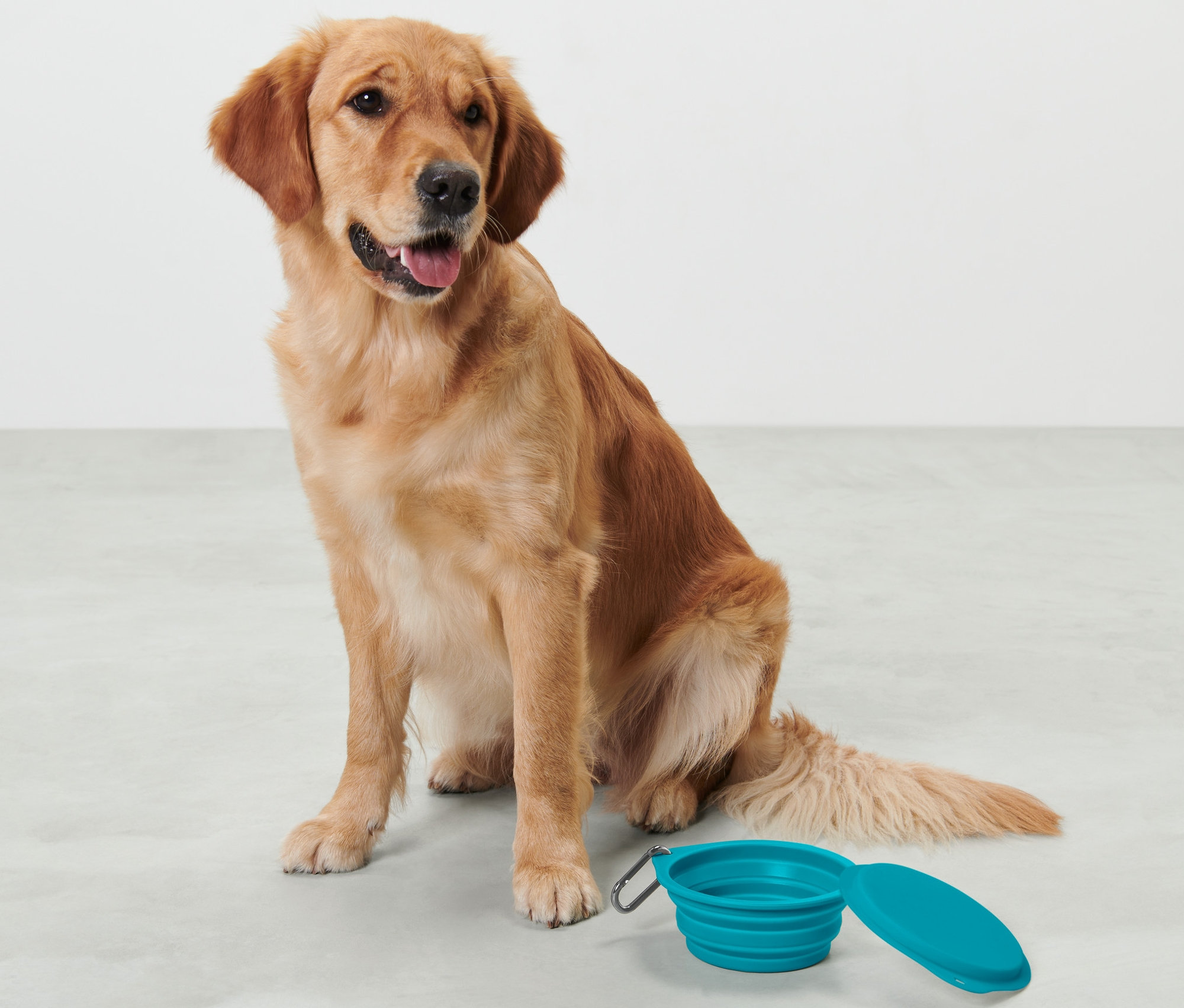 Zlatý retrívr sedí vedle modré skládací misky na krmivo.