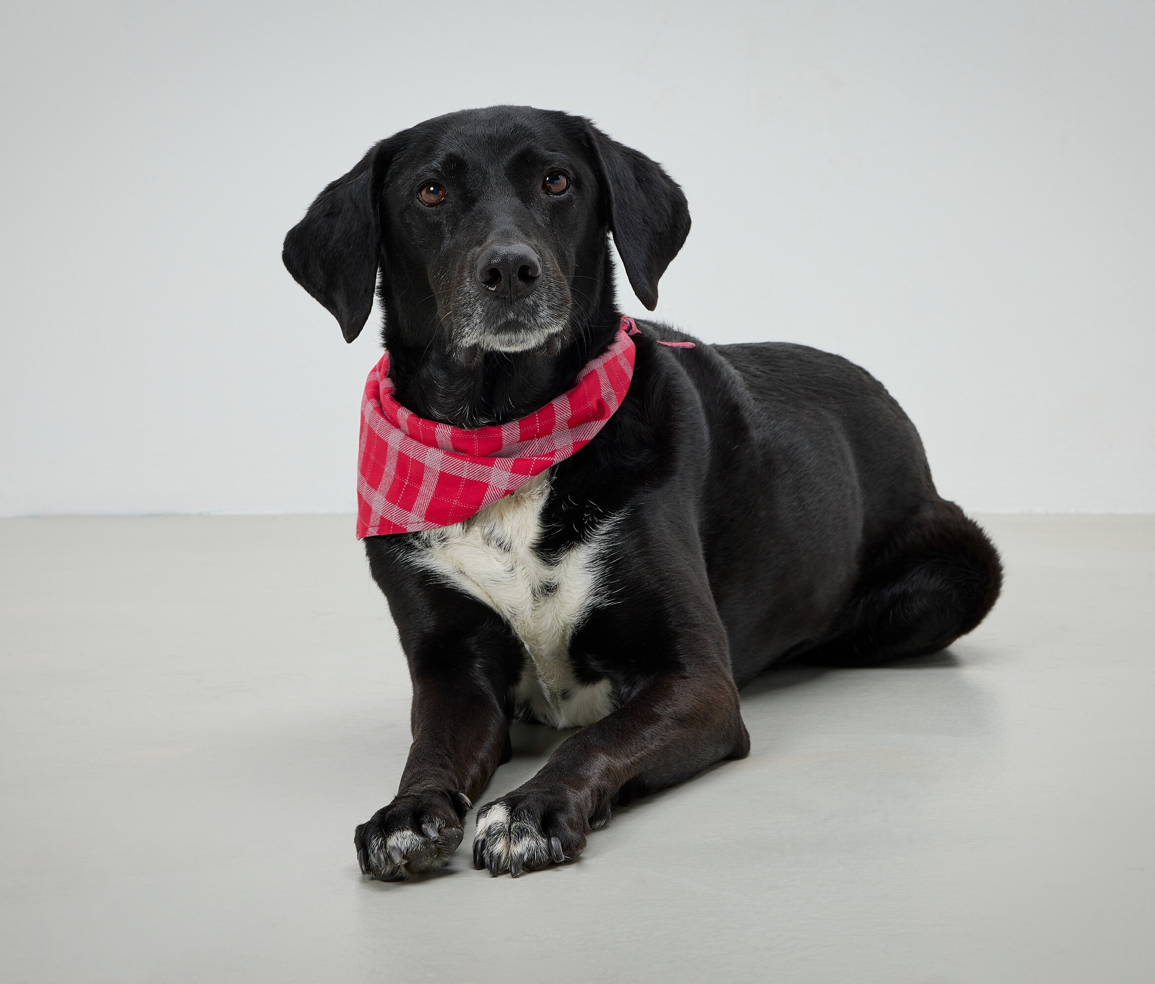 Černý pes s červeným kostkovaným šátkem leží na šedém pozadí.