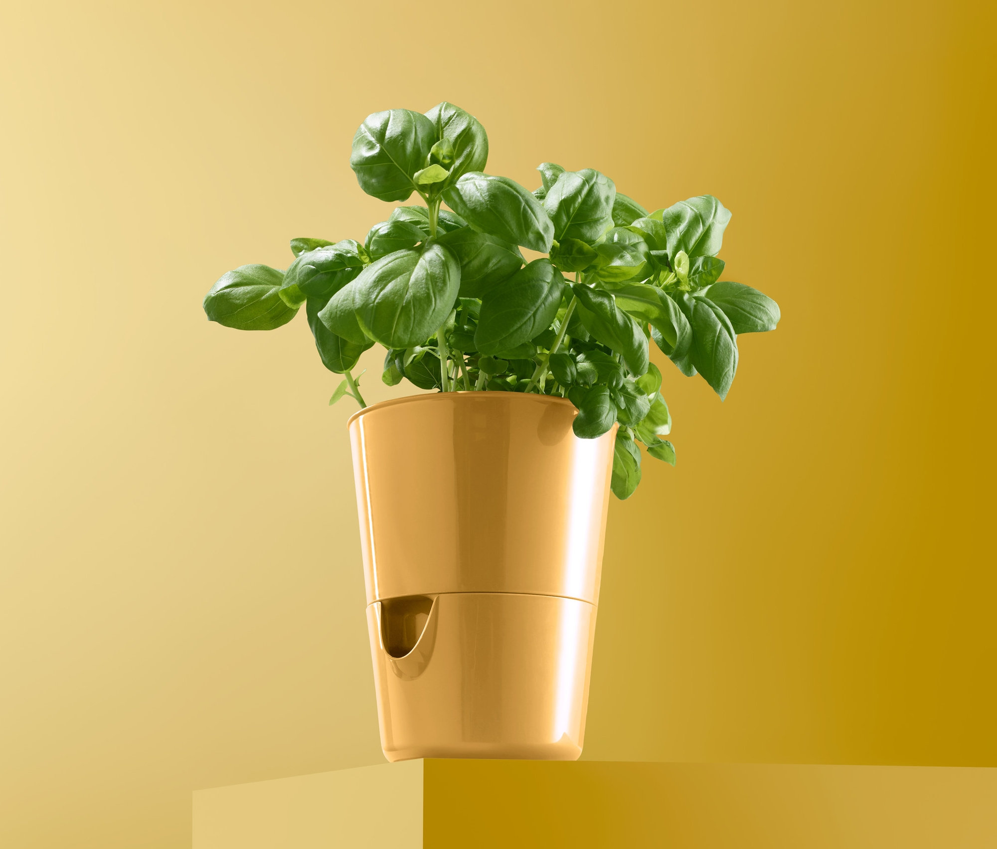 Bazalka v samozavlažovacím květináči na bylinky.