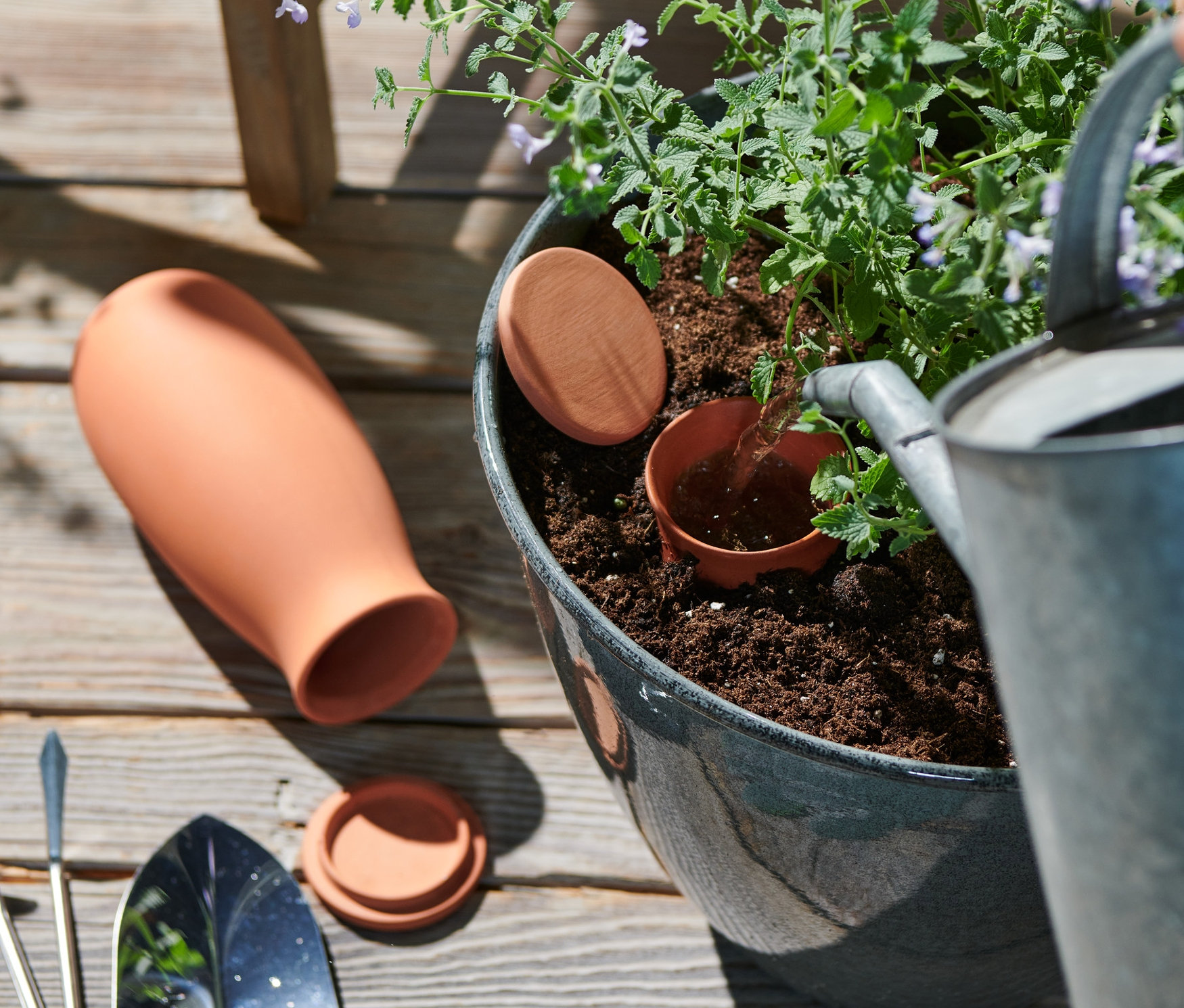 Zalévání rostliny v květináči pomocí 2 hliněných pomocných zavlažovačů, velkých.