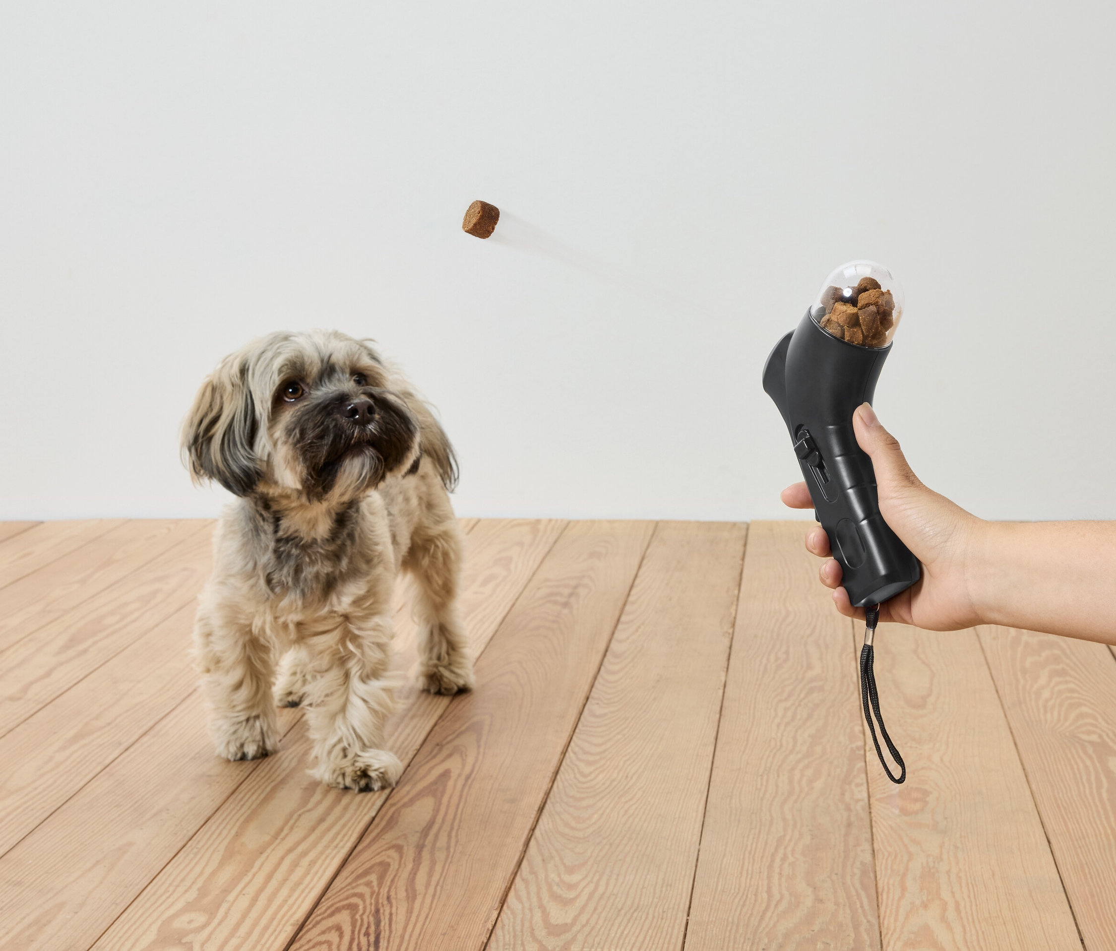Na dřevěné podlaze stojí pes a dívá se na pamlsek letící vzduchem z černé hračky v ruce.