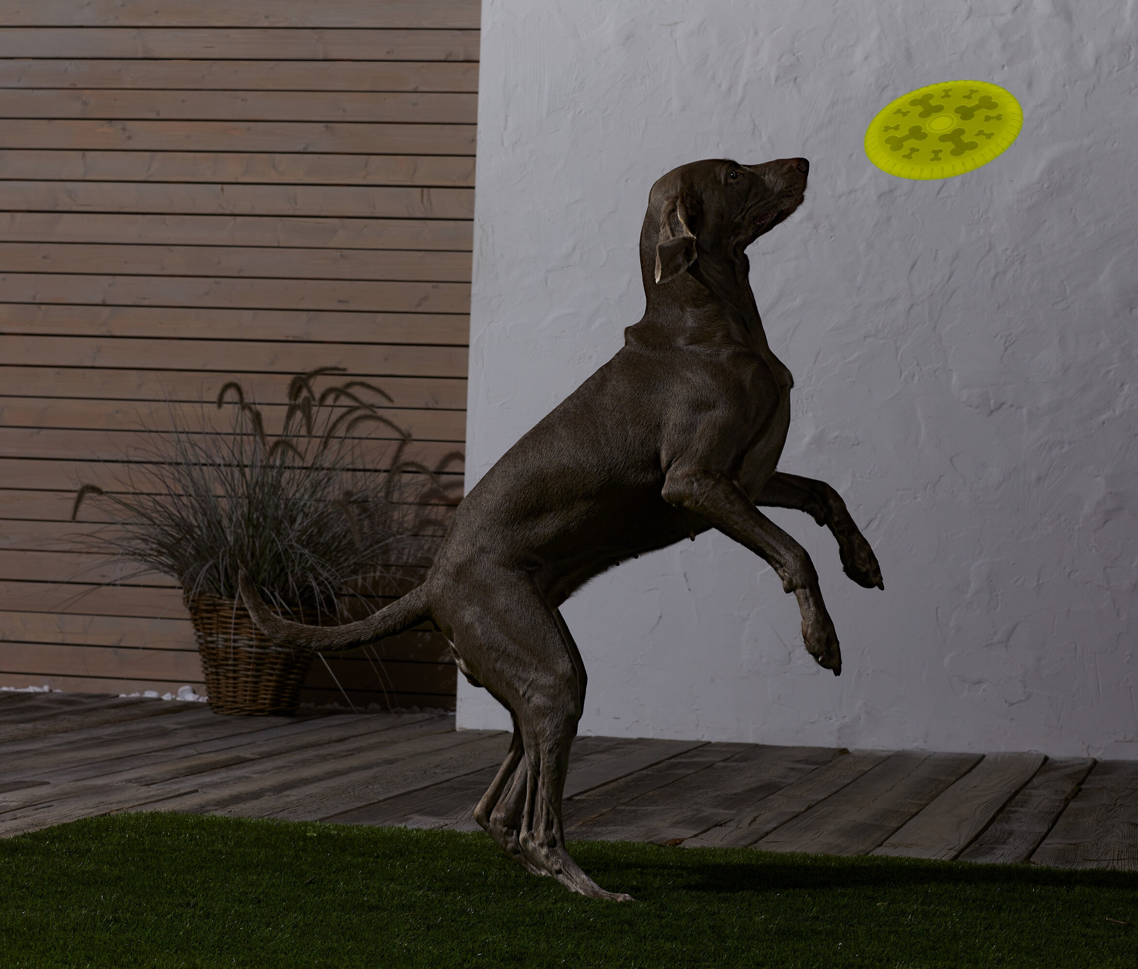 Hnědý pes skáče a chytá žlutý létající talíř.