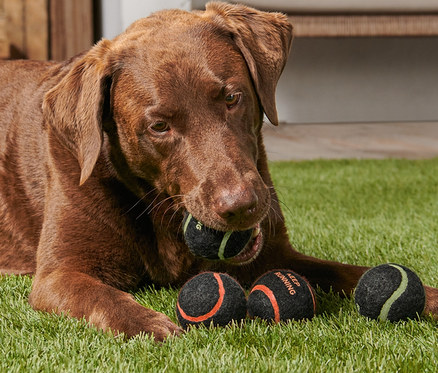 Hnědý labrador leží na trávě a v tlamě drží jeden ze 4 míčků na hraní pro psy.
