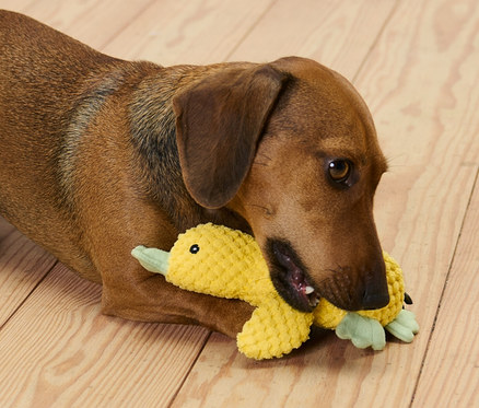 Hnědý jezevčík leží na dřevěné podlaze a kouše plyšovou hračku pro psy »Malá kachna«.