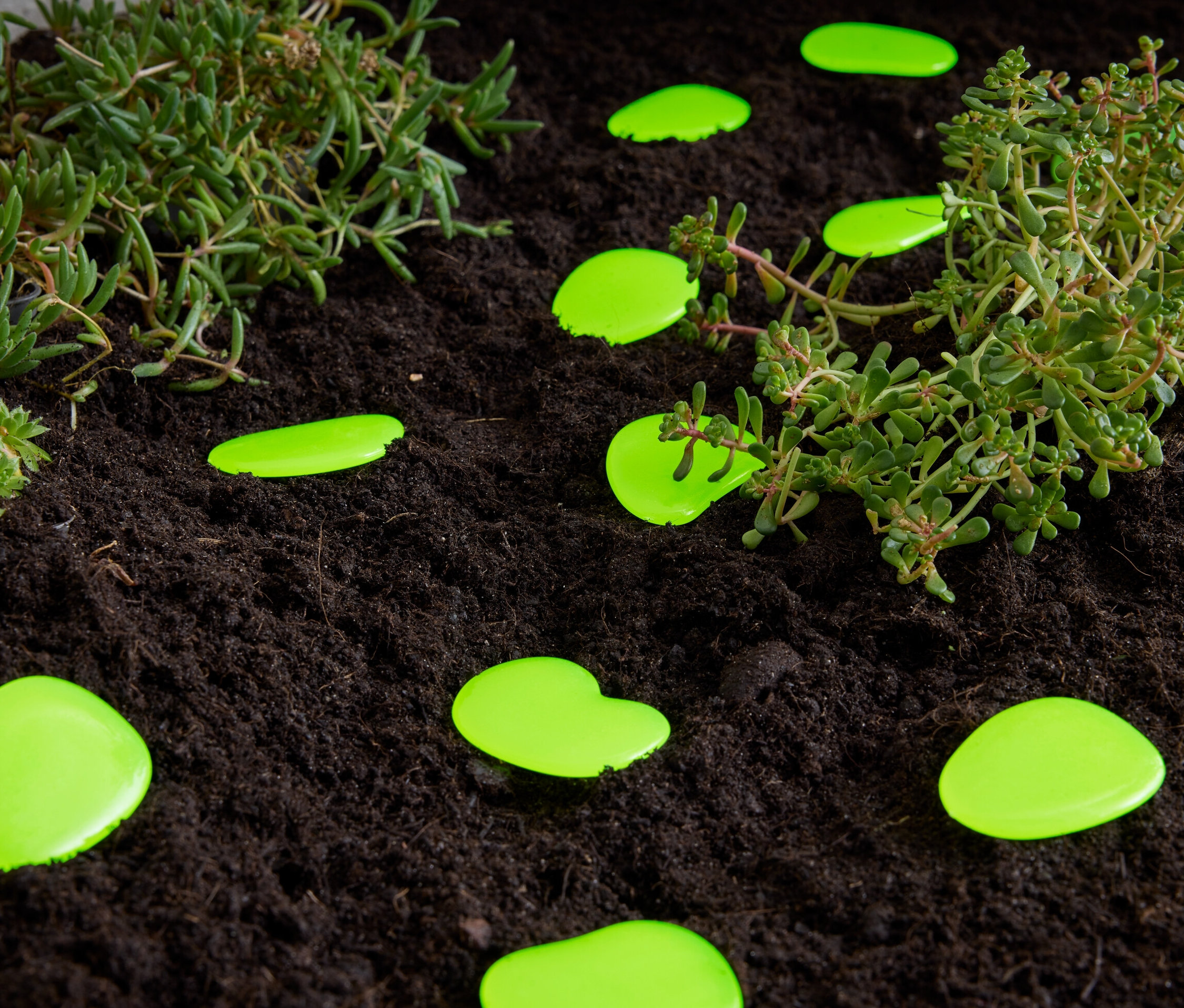 Zelené svítící kamínky leží na hlíně vedle rostlin.