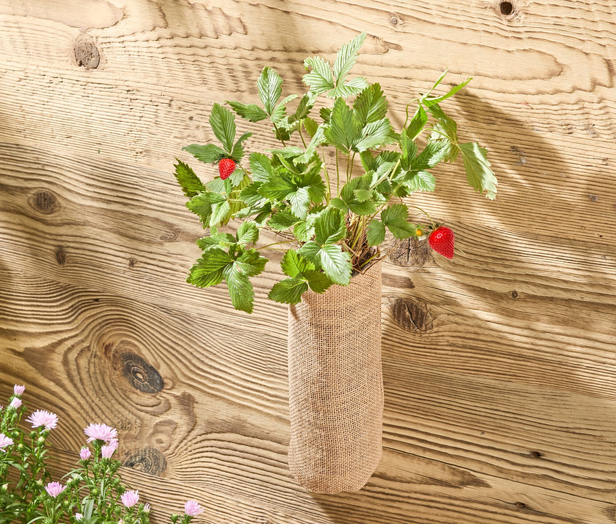 Jahodová rostlina se dvěma červenými jahodami v jutovém pytli před dřevěnou stěnou. Vlevo dole kvetoucí astry v dřevěné bedýnce a žluté gumáky.