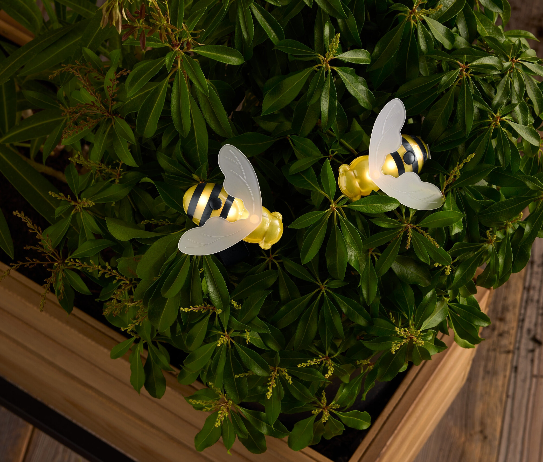 Dvě žluté a černo-bílé včely s průsvitnými křídly uprostřed zelených listů v dřevěné krabici.