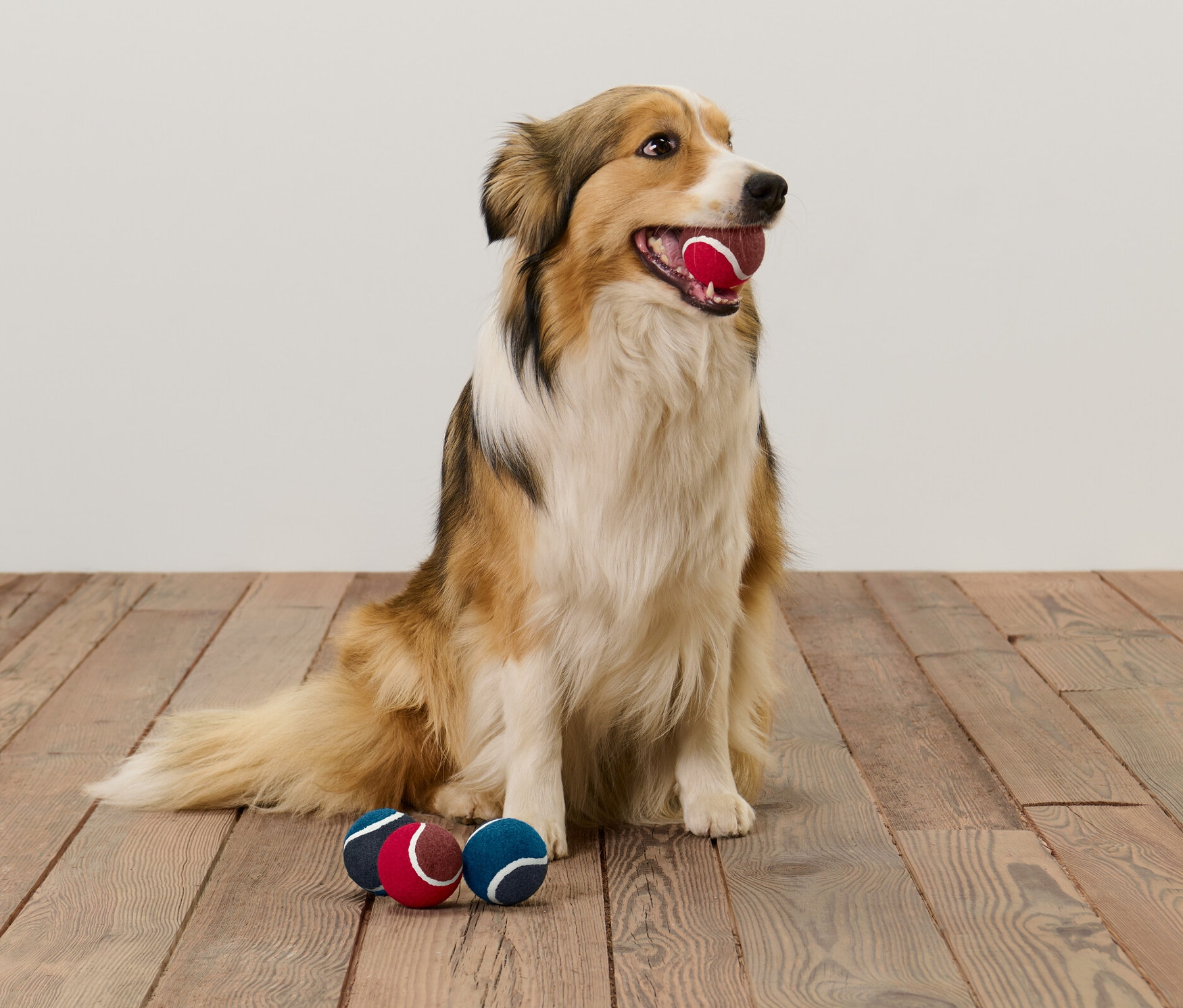 Sedící pes drží v tlamě červený míček na hraní. Na dřevěné podlaze leží další dva míčky na hraní pro psy, 4 ks.