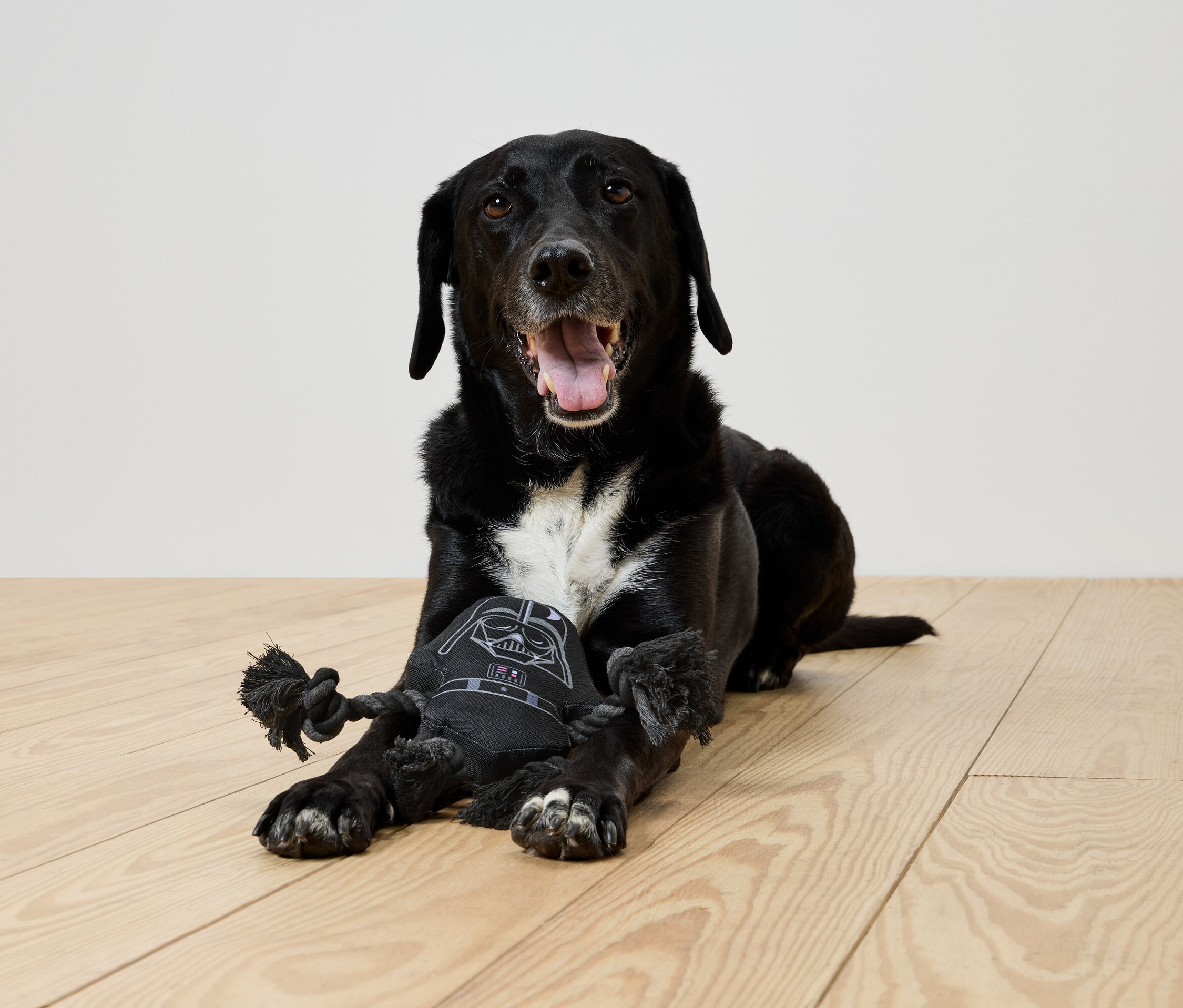 Černý pes leží na dřevěné podlaze a hraje si s černou hračkou Darth Vader.