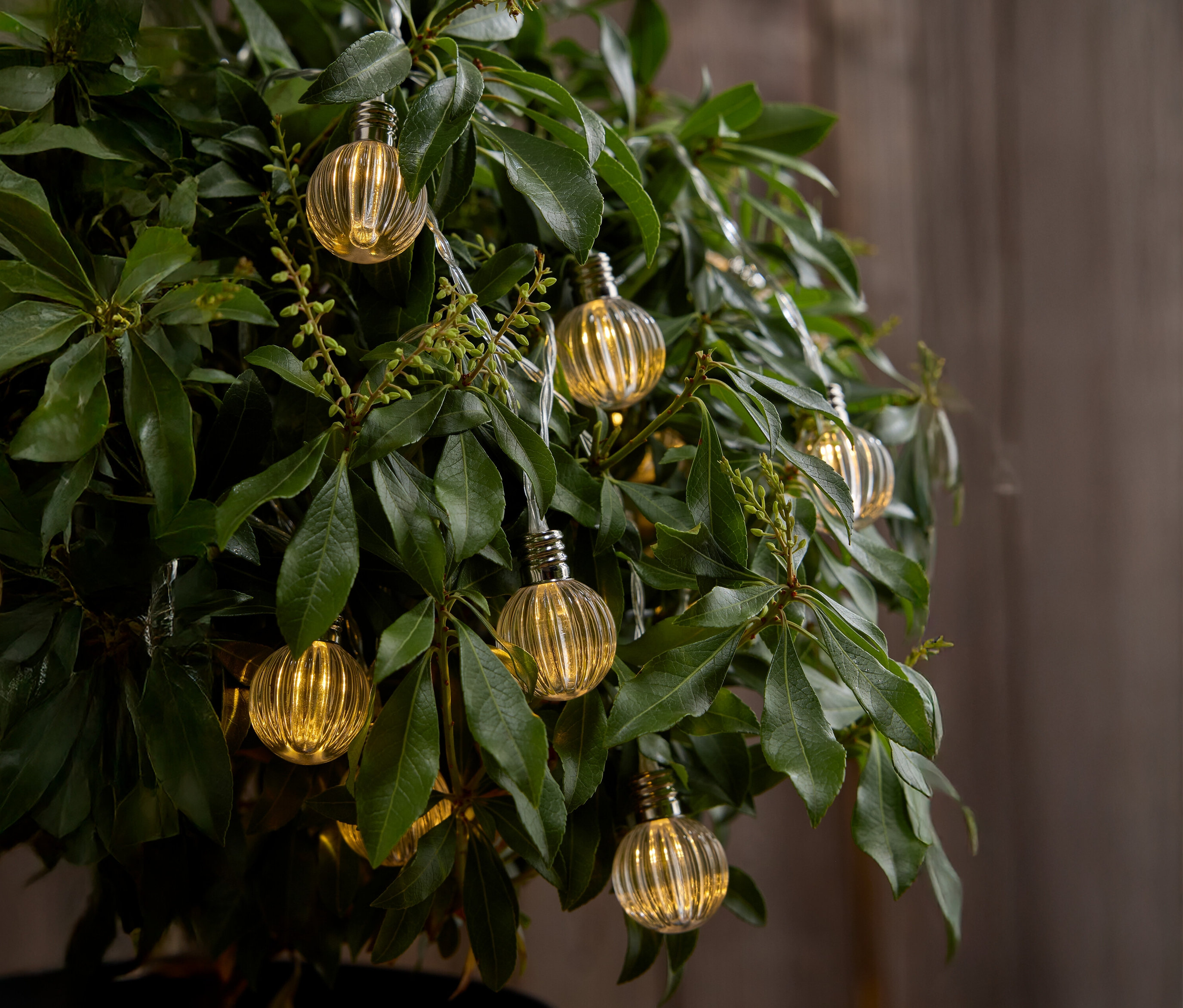 Detailní záběr stromu s malými žlutými žárovkami visícími mezi listy.