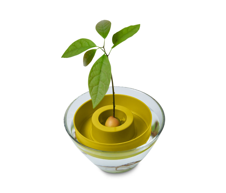 Avokádová rostlina v misce na klíčení avokáda.