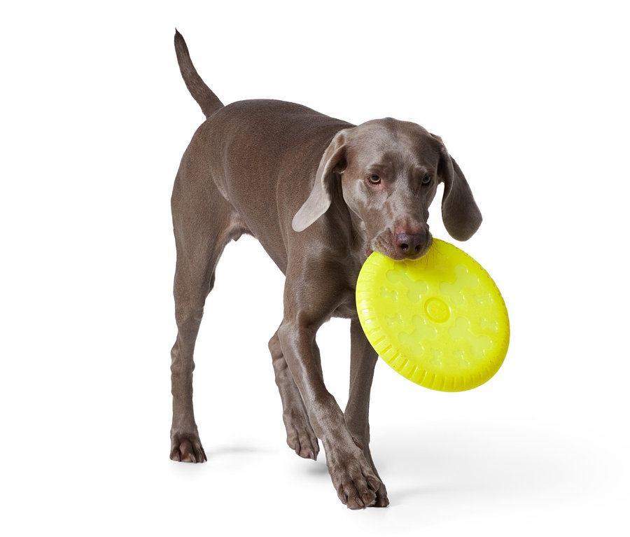 Šedý ohař nese v tlamě žlutý létající talíř pro psy.