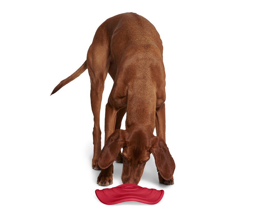 Pes čichá k létajícímu talíři pro psy.