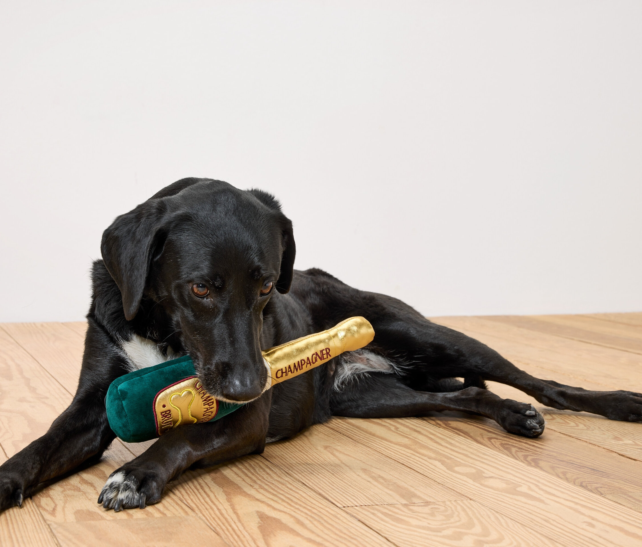 Černý pes leží na dřevěné podlaze a v tlamě drží plyšovou láhev šampaňského.