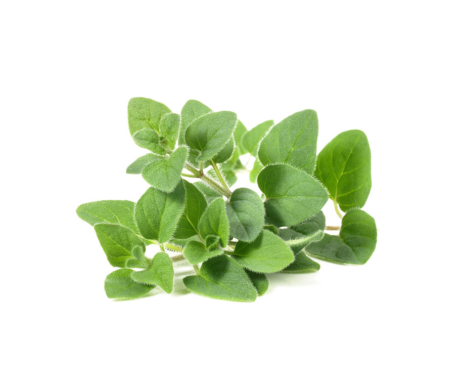 Detailní záběr stonku oregana s oválnými zelenými listy na bílém pozadí.