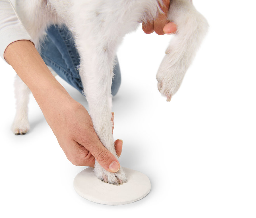 Osoba drží nohu bílého psa nad bílou podložkou.