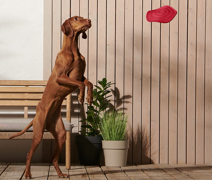 Hnědý pes stojí na zadních nohách a snaží se chytit létající talíř.