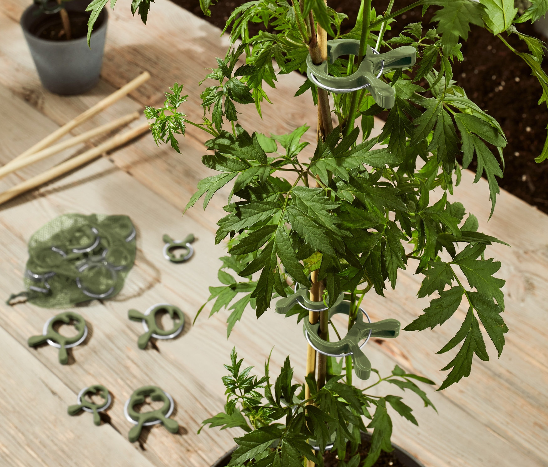 Pohled shora na rostlinu v květináči, která je pomocí 20 ks svorek na rostliny připevněna k bambusové tyči.