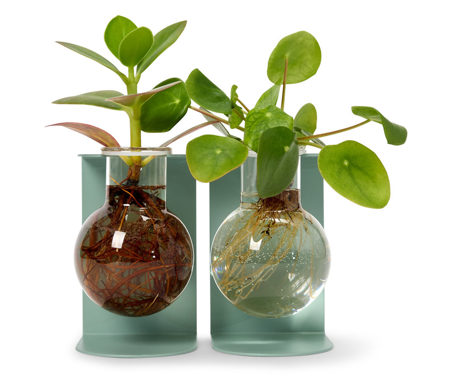 Dvě rostliny v baňkách na světle modrých podstavcích.