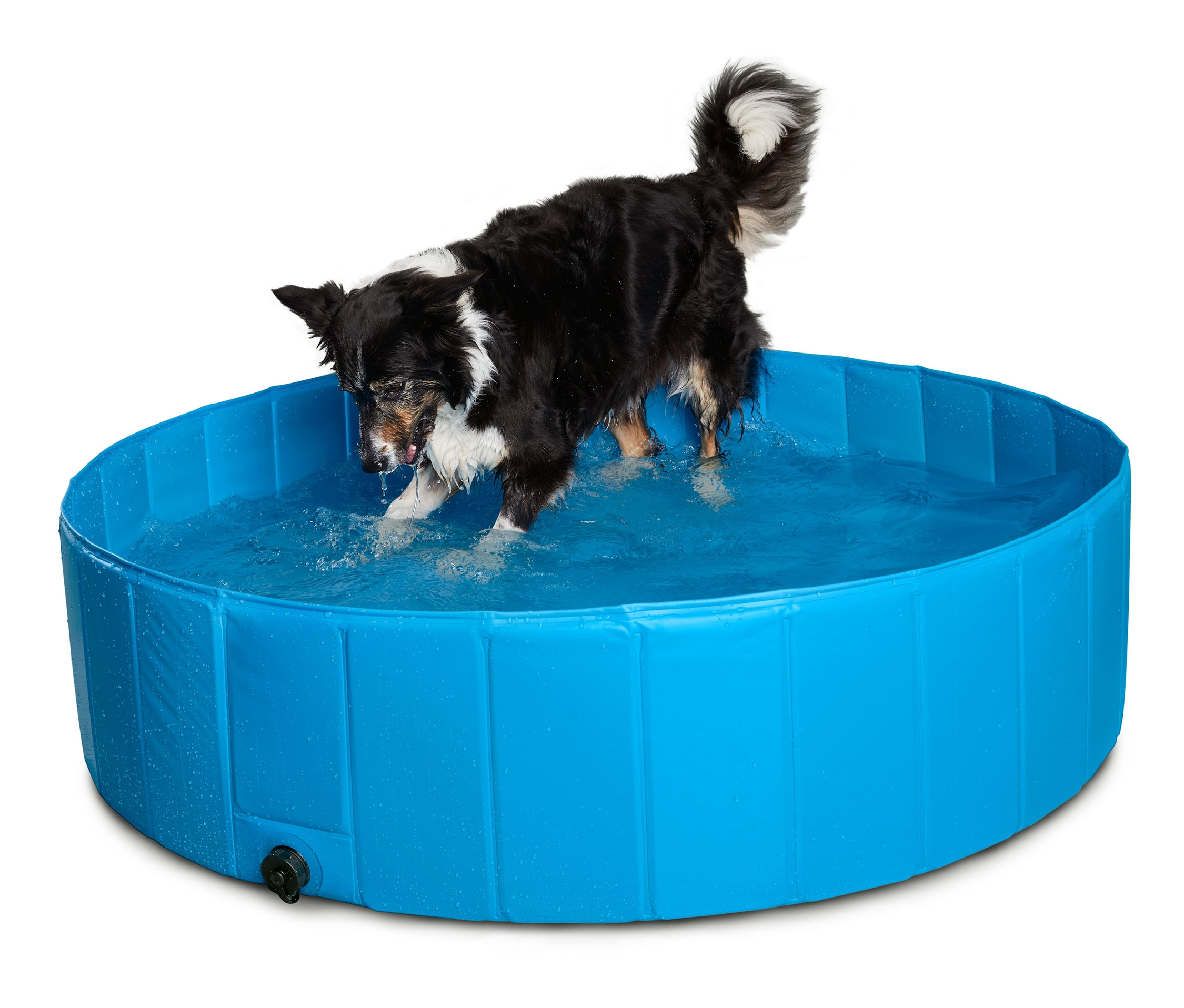 Pes stojí v modrém bazénu pro psy, cca 120 cm.