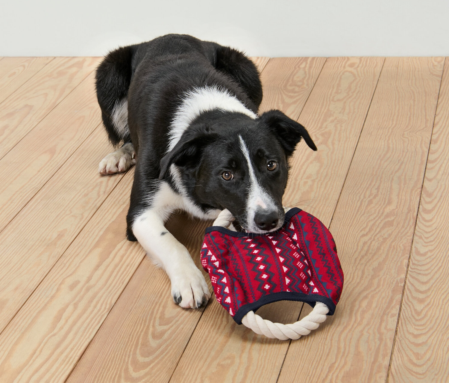 Černobílý pes leží na podlaze a kouše do lanové hračky pro psy.