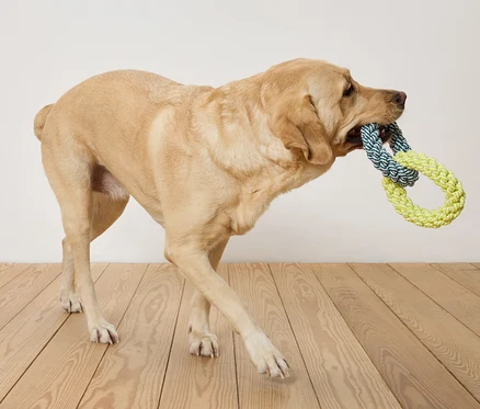 Béžový labrador nese v tlamě modro-žlutou lanovou hračku a kráčí po dřevěné podlaze před bílou stěnou.