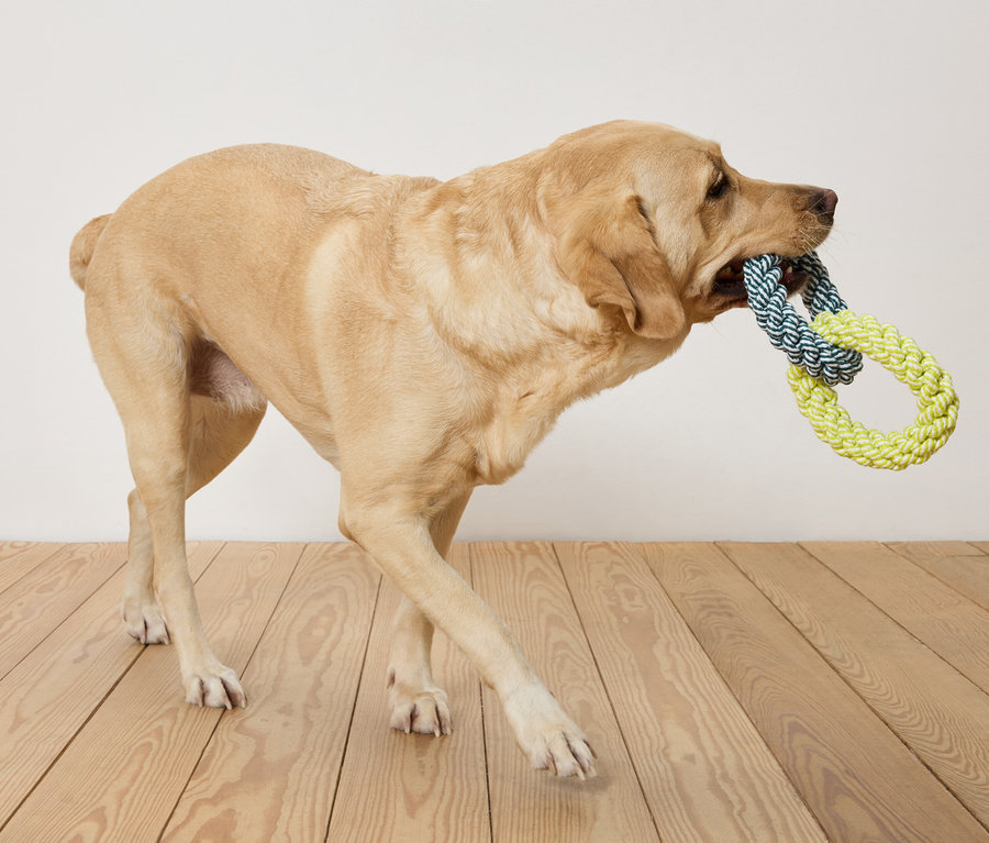 Béžový labrador nese v tlamě modro-žlutou lanovou hračku a kráčí po dřevěné podlaze před bílou stěnou.