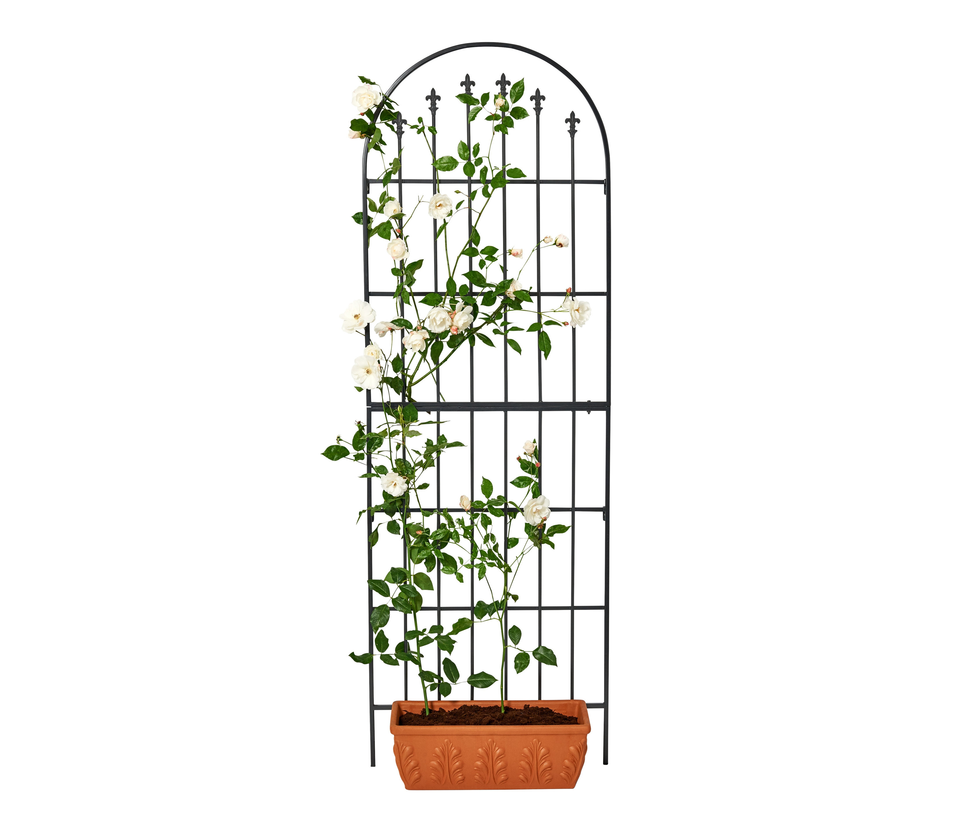 Černá opěrná mříž na růže s bílými růžemi v terakotové květináči.
